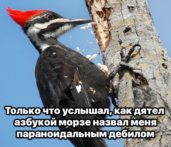 Дятел картинка