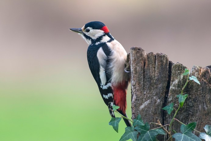 Любопытный дятел