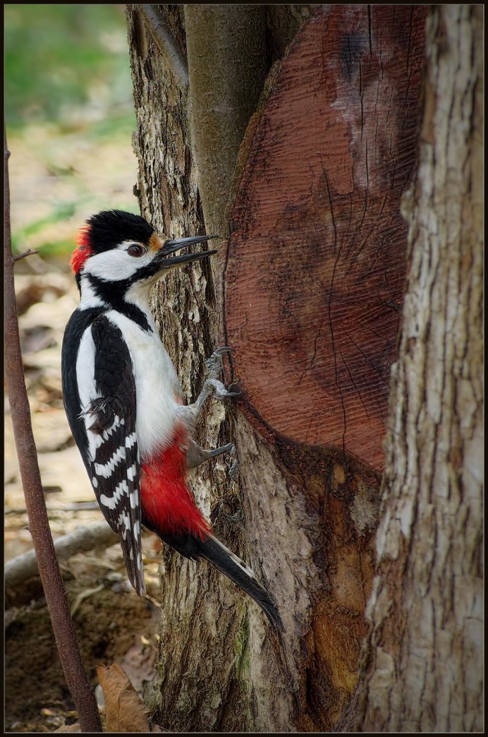 Красношапочный дятел