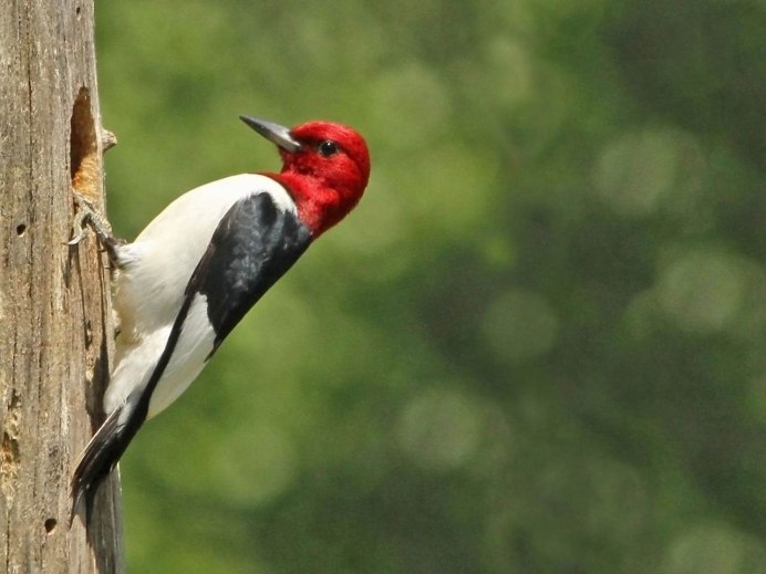 Краснобрюхий дятел