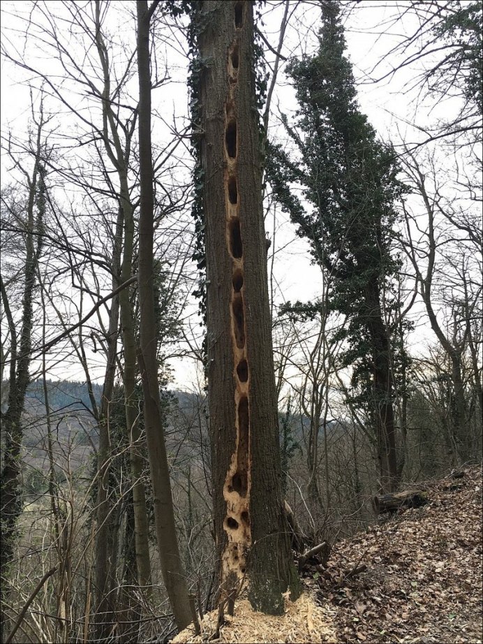 Окинавский дятел