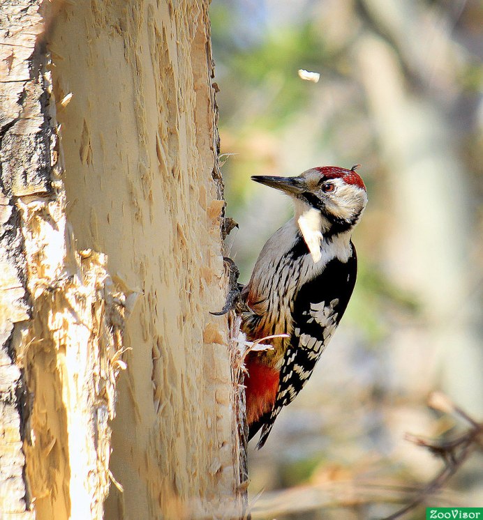Дятел смешное фото