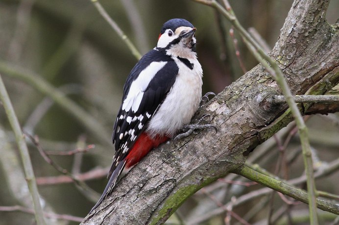 Дятел психанул