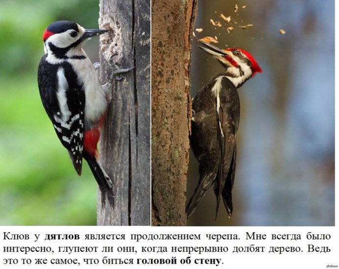 Дятел долбит по дереву