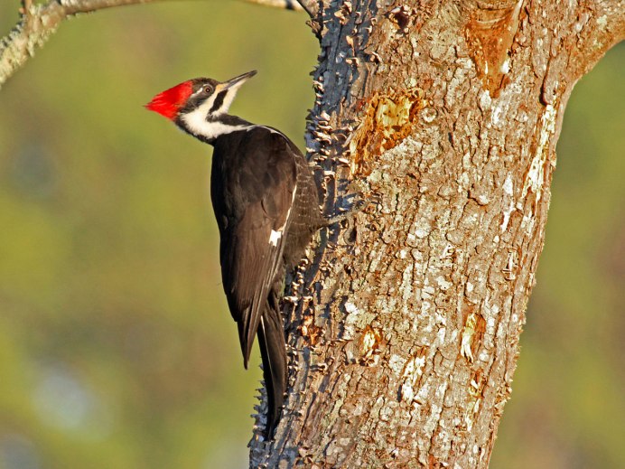 Дятел и бревно