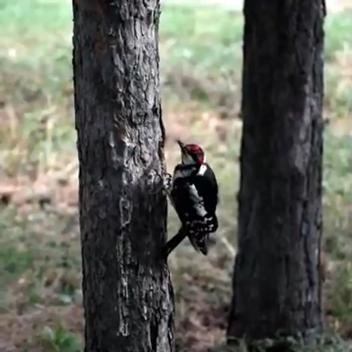 Императорский дятел (Campephilus Imperialis)