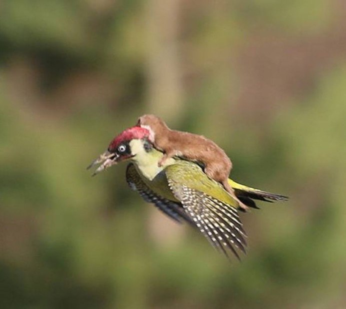 Лапы Дятлов