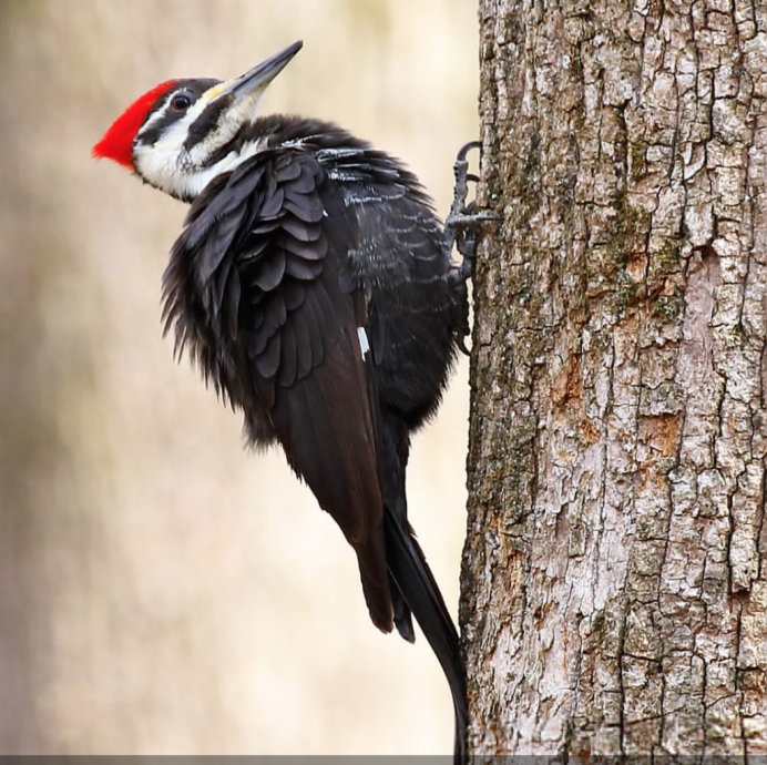 Дятел желудёвый Melanerpes formicivorus