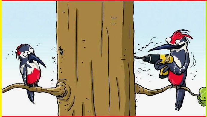 Птица похожая на дятла