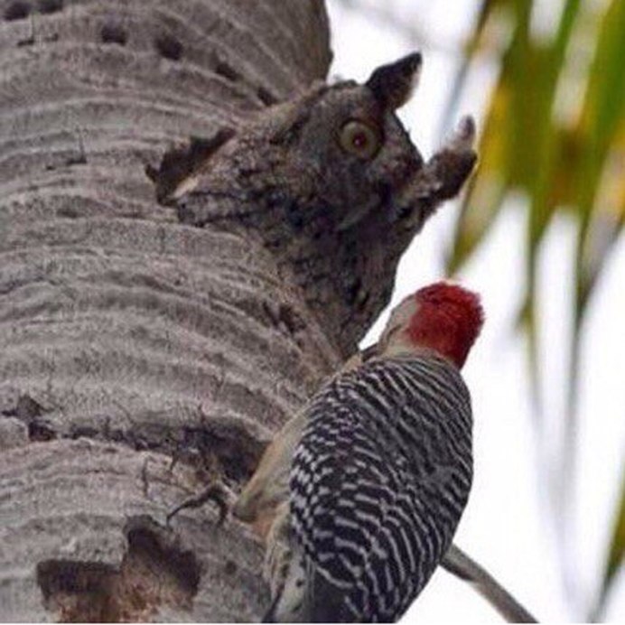 Хвост дятла