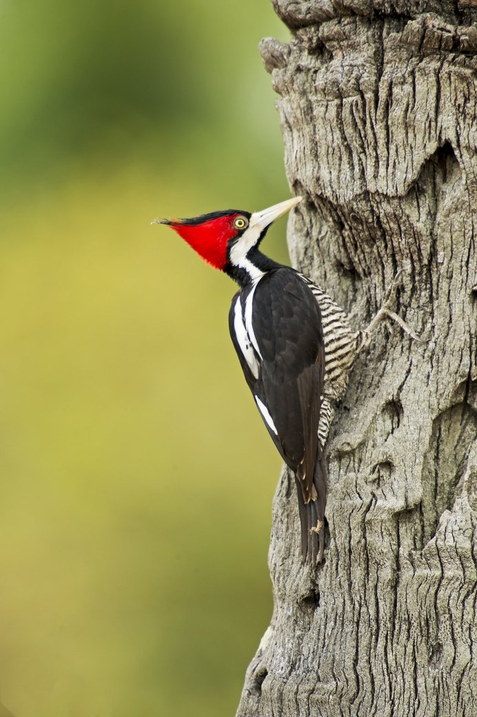 Упоротый дятел