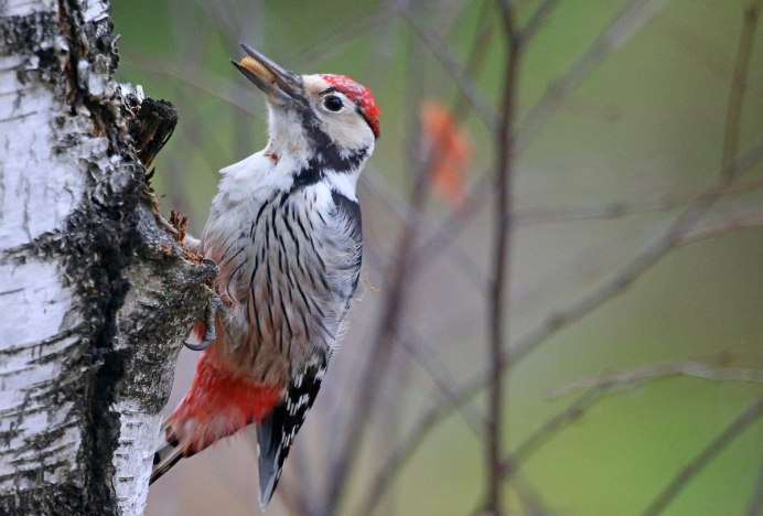 Пуховковые дятлы