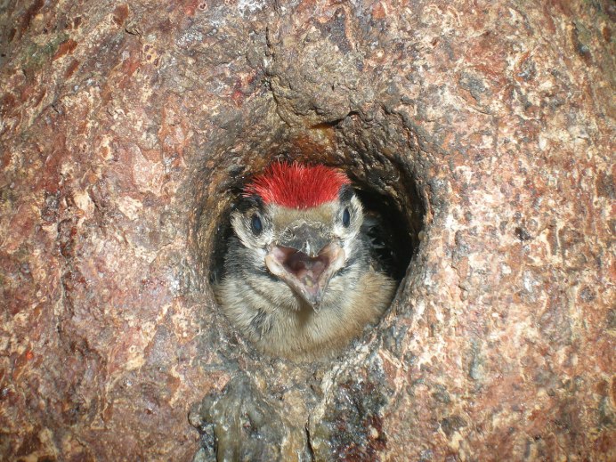 Дятел Википедия