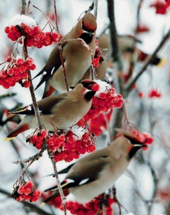 Bohemian Waxwing птица