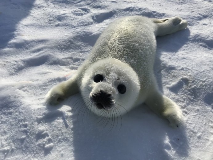 Ушастый тюлень сивуч