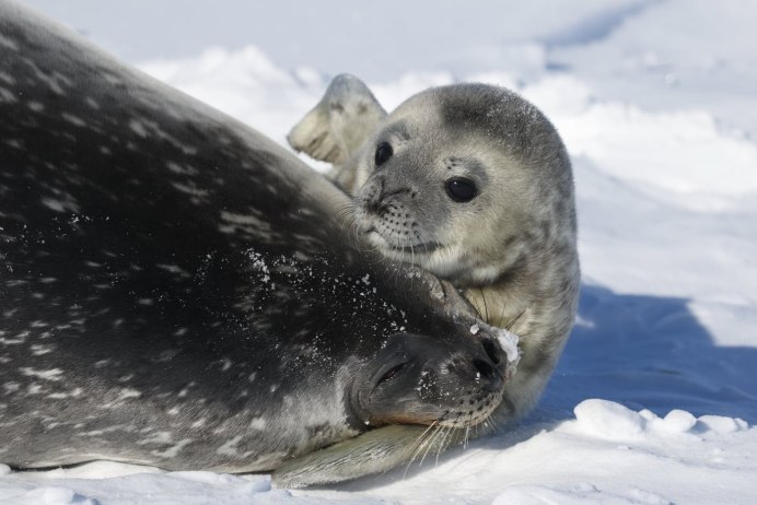 Нерпа альбинос
