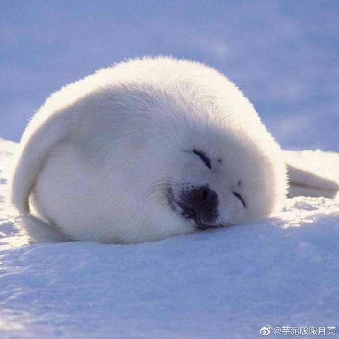 Новорожденные нерпы