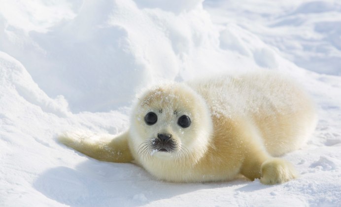 Белёк детеныш нерпы Байкальской