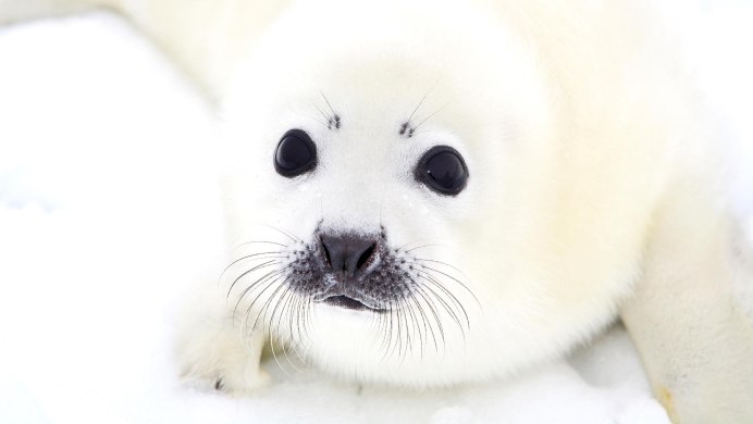 Белек гренландского тюленя