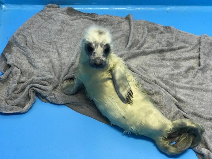 Балтийская Нерпа детеныш