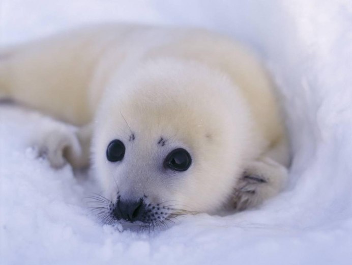 Байкальская Нерпа Белек