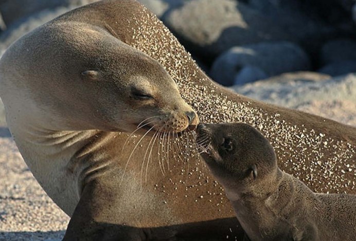 Северный морской Лев сивуч детеныш