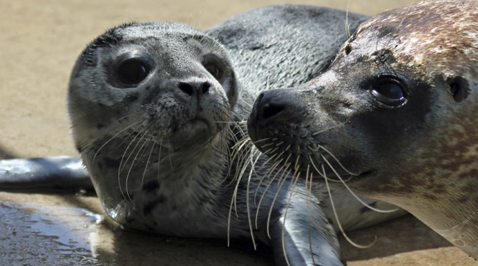 Белёк детеныш тюленя