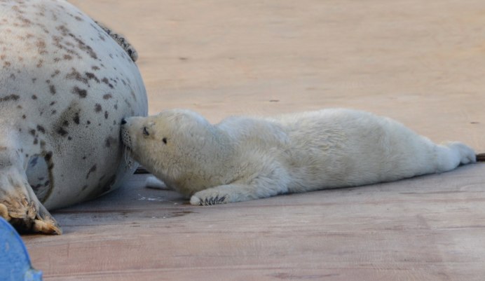 Балтийская Нерпа