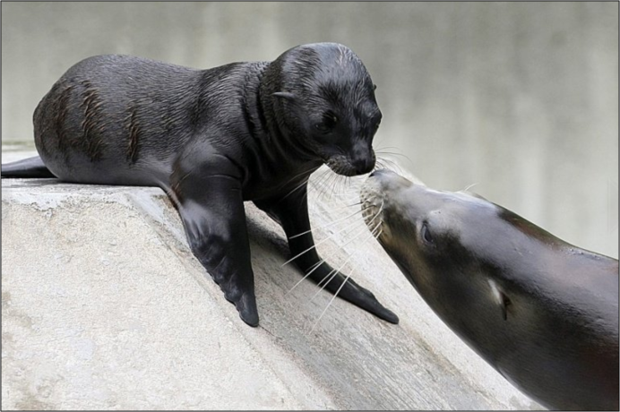 Щенок нерпы