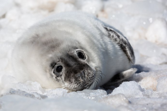 Гренландский тюлень