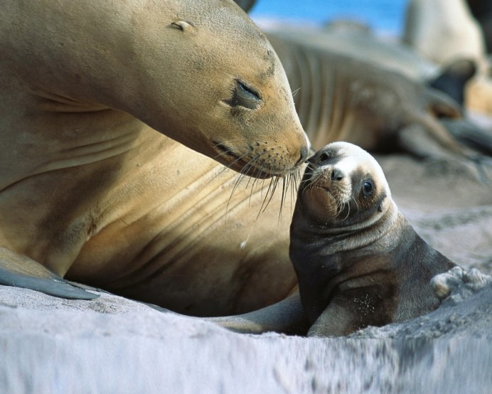 Щенок нерпы