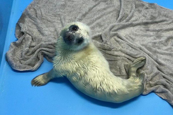 Тюлень Белек Ларга