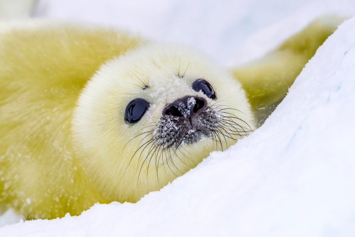 Новорожденный морской котик