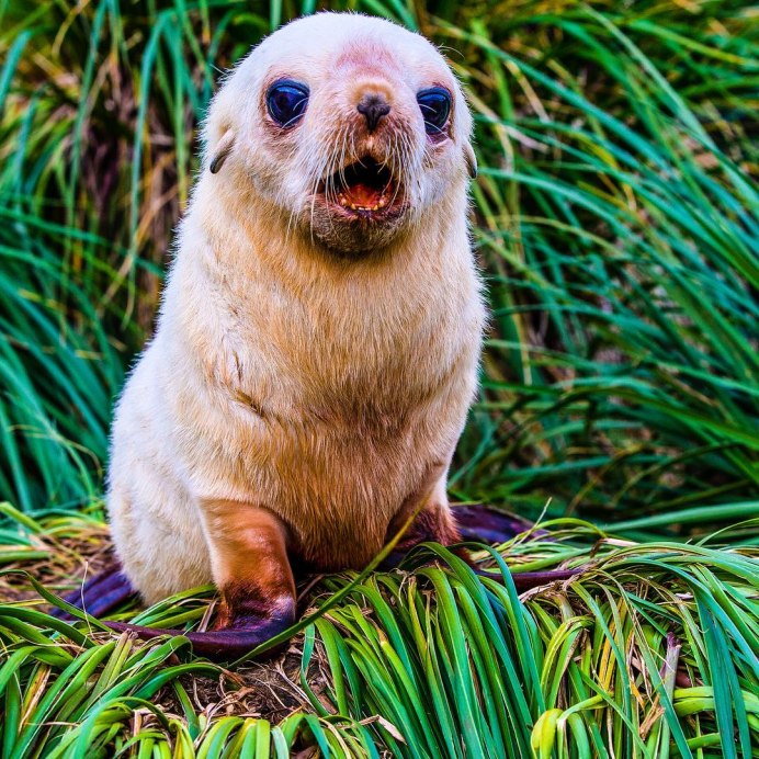 Спасение Балтийской нерпы