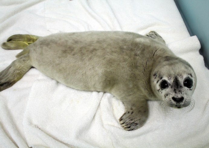 Балтийский серый тюлень новорожденный