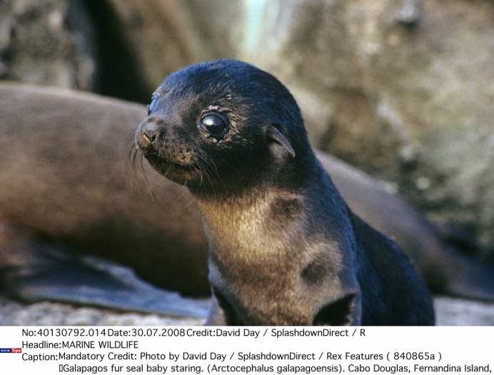 Галапагосский Ушастый тюлень