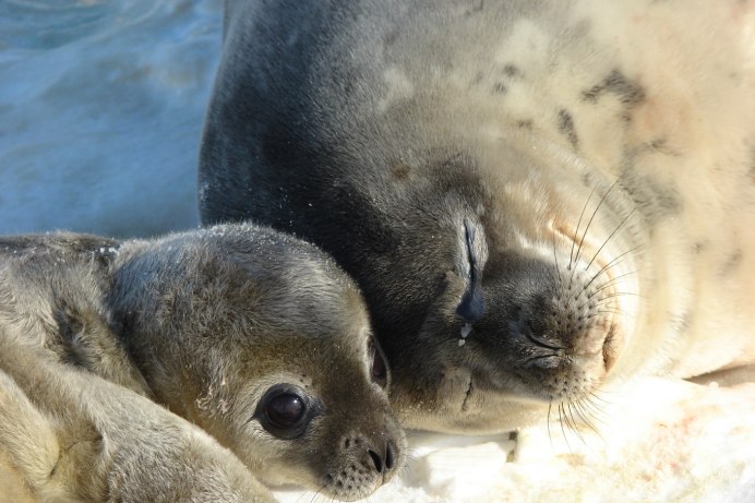 Белек Каспийского тюленя