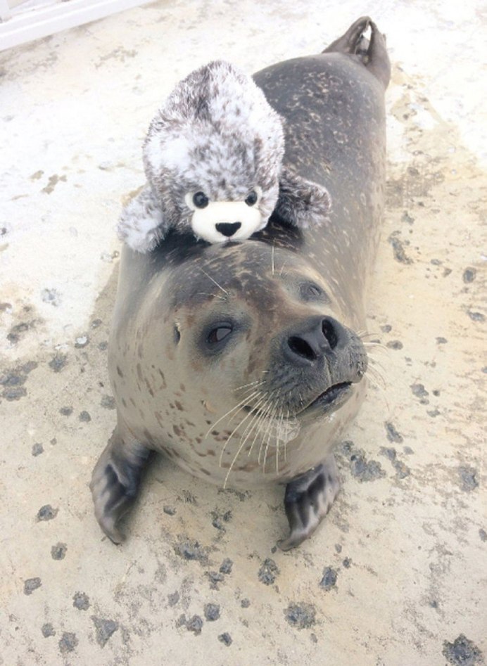 Нерпа, морской котик, морской Лев