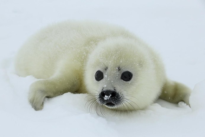 Крапчатый нерп