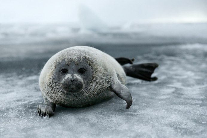 Каспийская Нерпа с детенышем