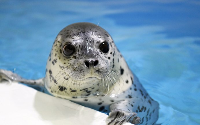 Северный морской котик в Московском зоопарке