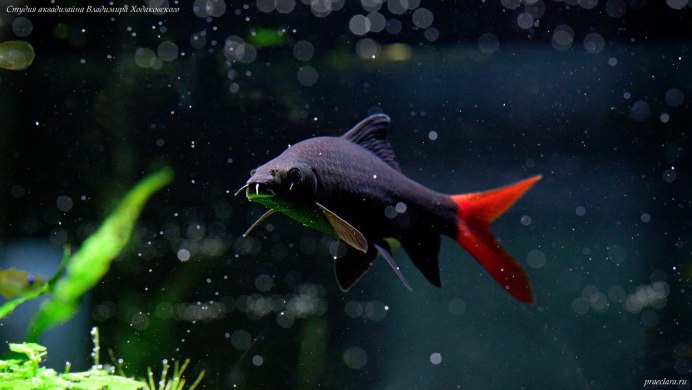 Epalzeorhynchos frenatum