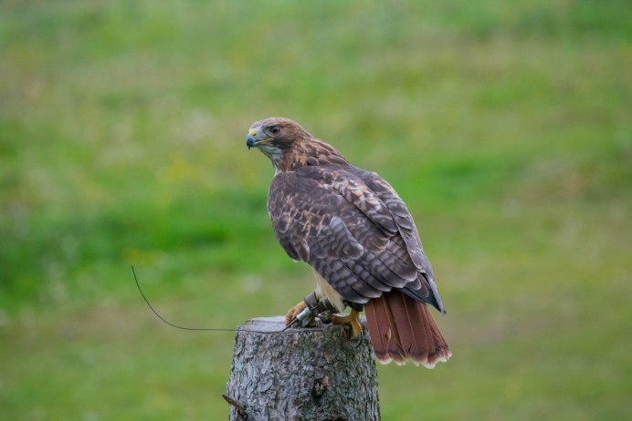 Ястреб-перепелятник (Accipiter nisus)