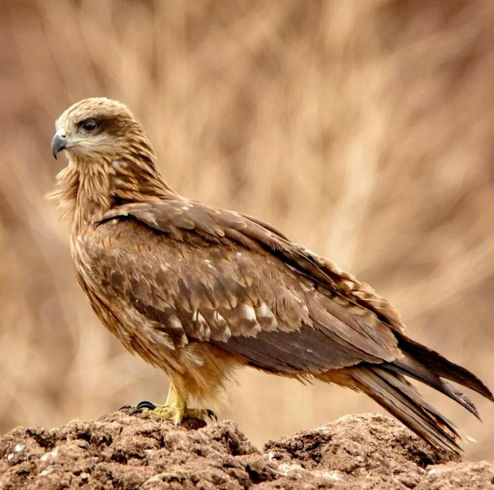 Камчатский тетеревятник Accipiter gentilis albidus