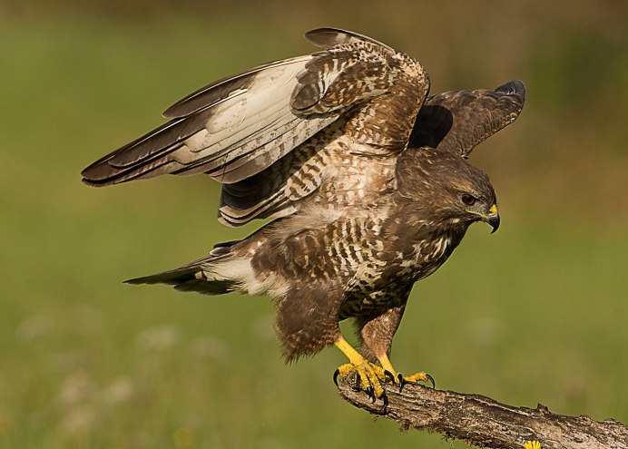 Тетеревятник (Accipiter gentilis)