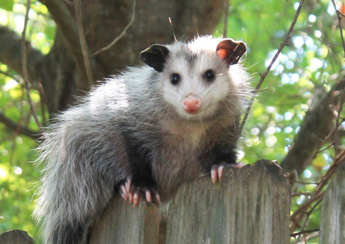 Опоссум виргинский (Didelphis virginiana)