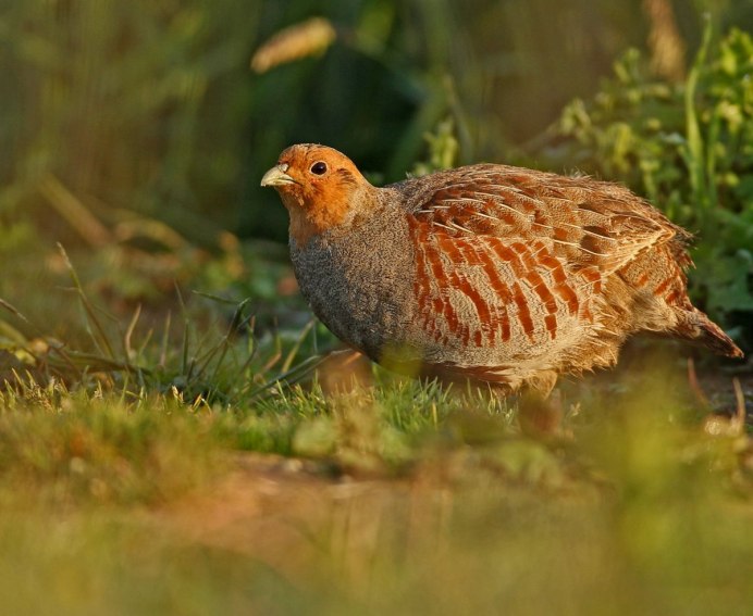 Перепел обыкновенный Coturnix Coturnix