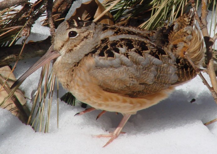 Серая куропатка (Perdix Perdix)