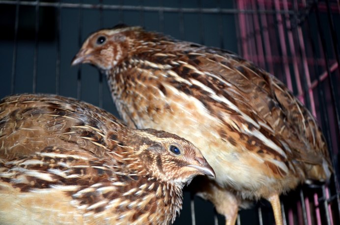 Перепел Coturnix Coturnix