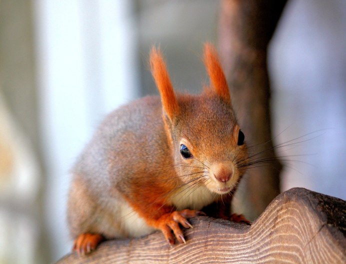 Белки / Squirrels (2014)